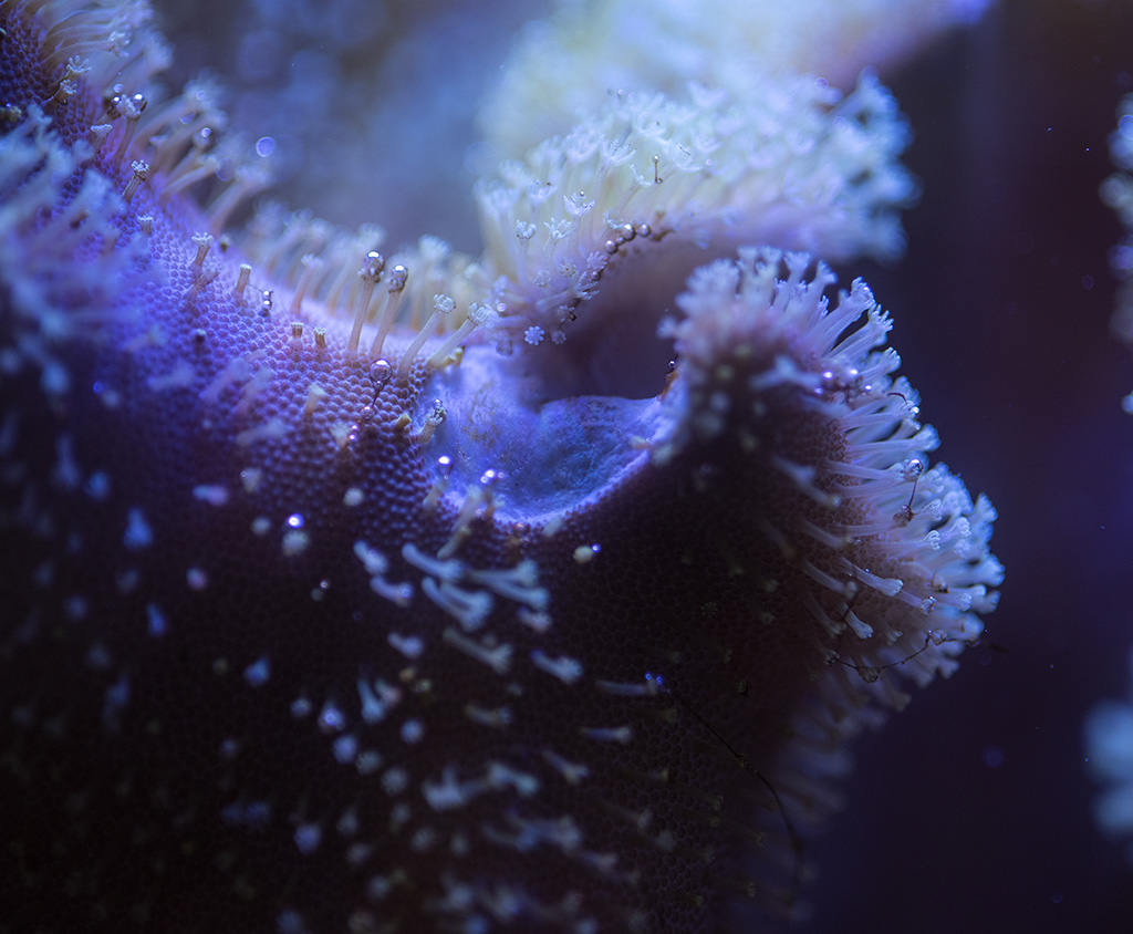 Bristle worm eats leather coral? | REEF2REEF Saltwater and Reef ...