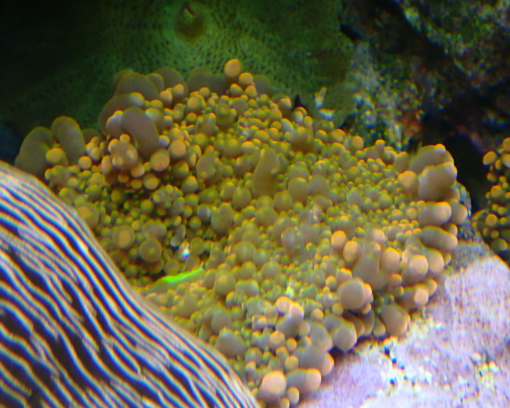 200211-ricordea-orange.jpg