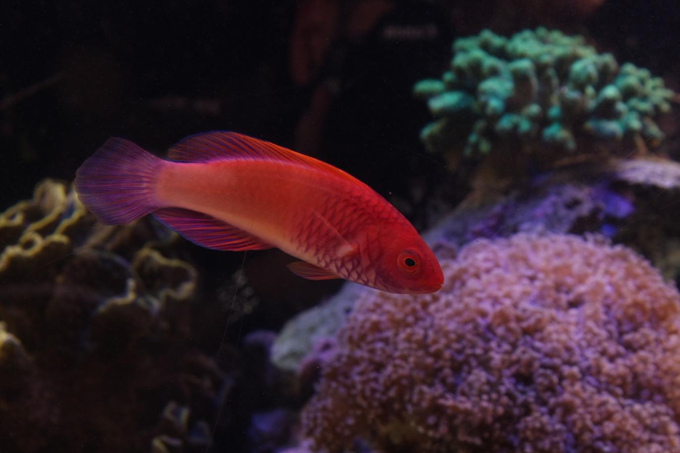 2008 Ruby wrasse.jpg