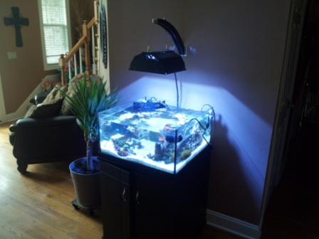reef rimless tank setup aquarium gal fs complete reef2reef murfreesboro tn saltwater