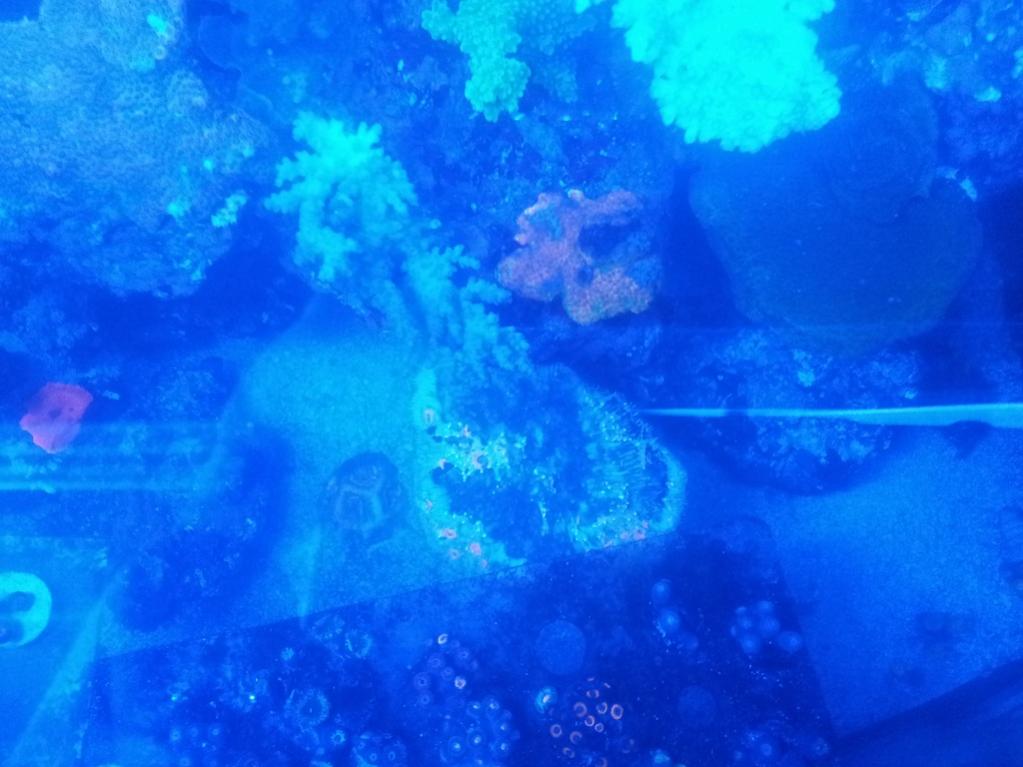 DISASTER!! after 6 years of successful reefkeeping! | Reef2Reef