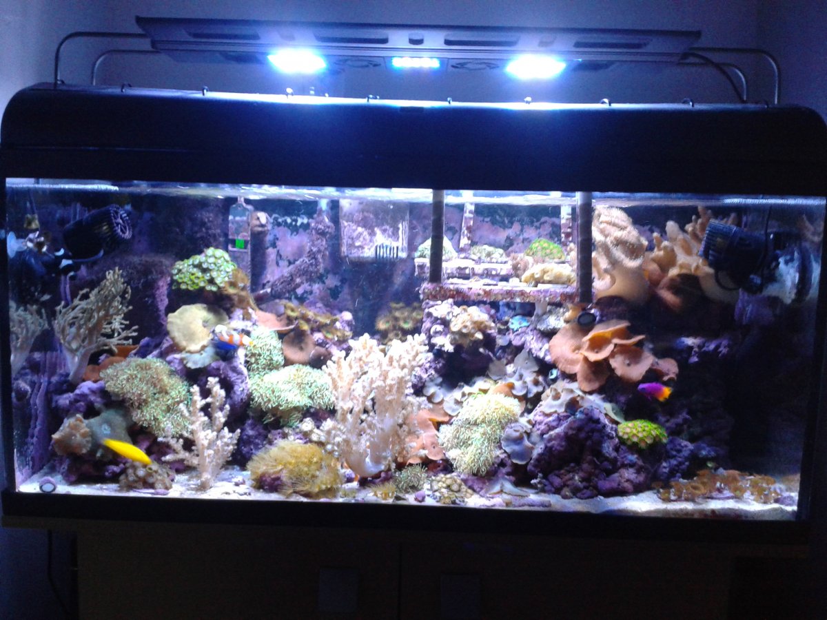 Large Build - UK 250gal soft coral tank using Reef Zlements | Reef2Reef