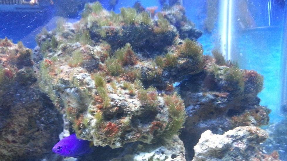 ugh.... ALGAE! Please help | REEF2REEF Saltwater and Reef ...
