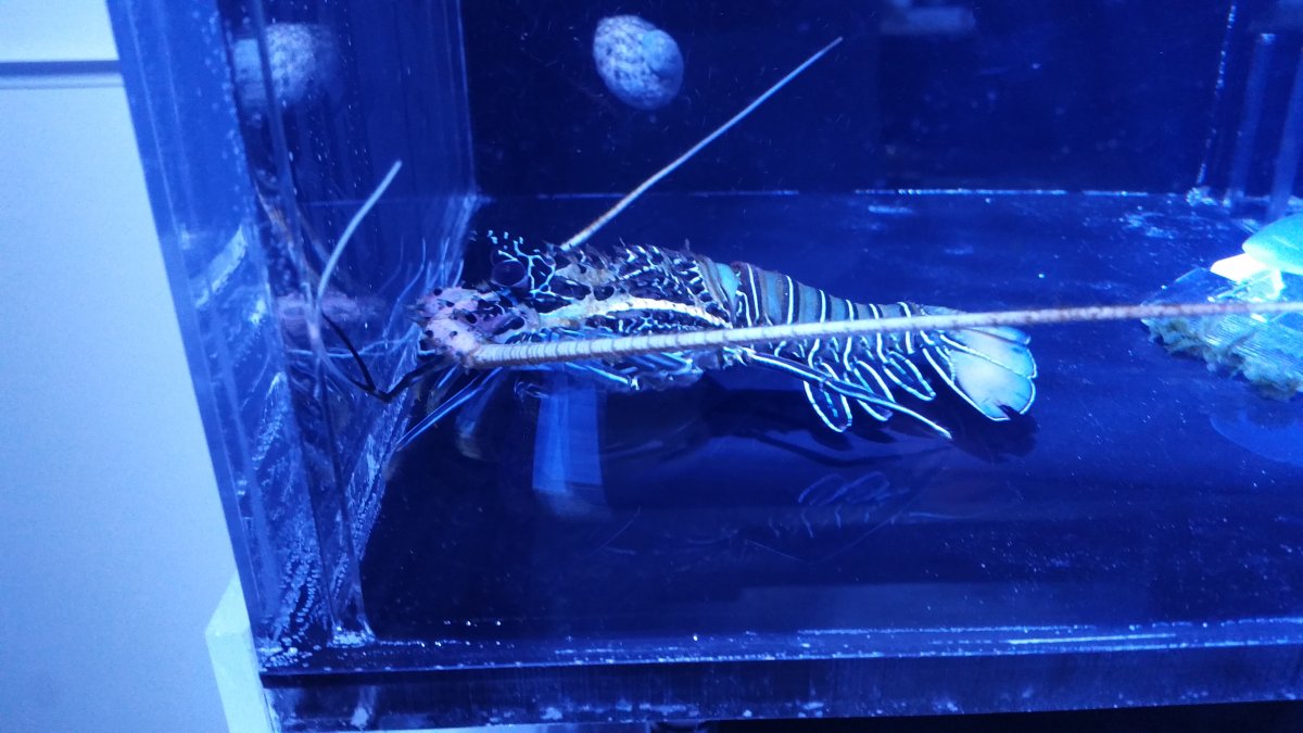 Blue spiny lobster feeding  REEF2REEF Saltwater and Reef Aquarium