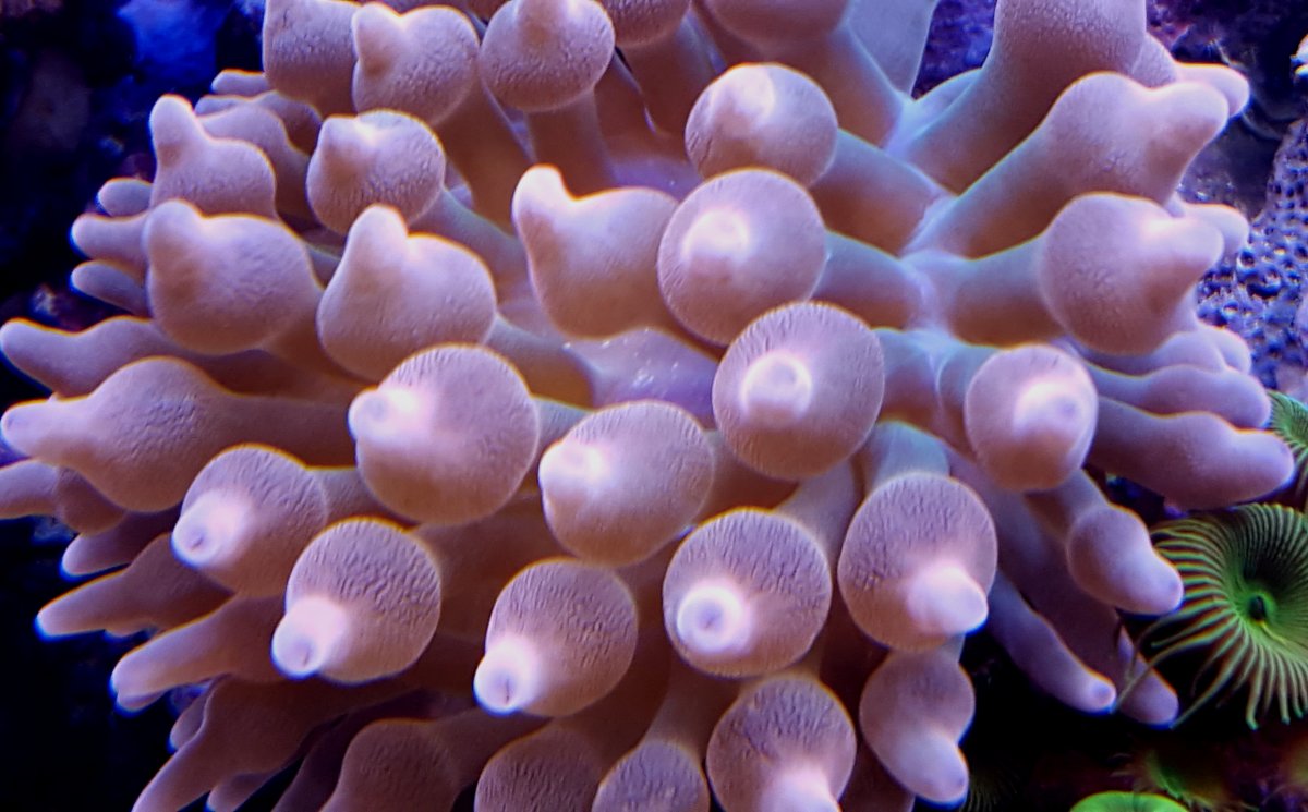 20150914 rainbow bubble tip.jpg