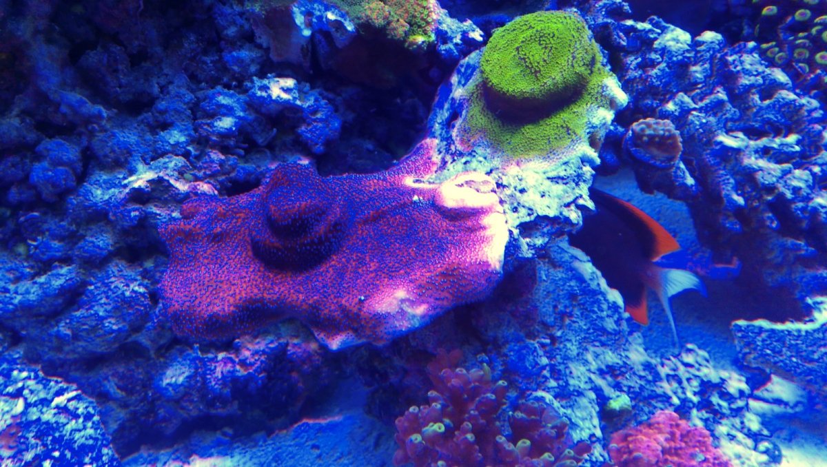Sps Spotlight: Rainbow Montipora | REEF2REEF Saltwater and Reef ...