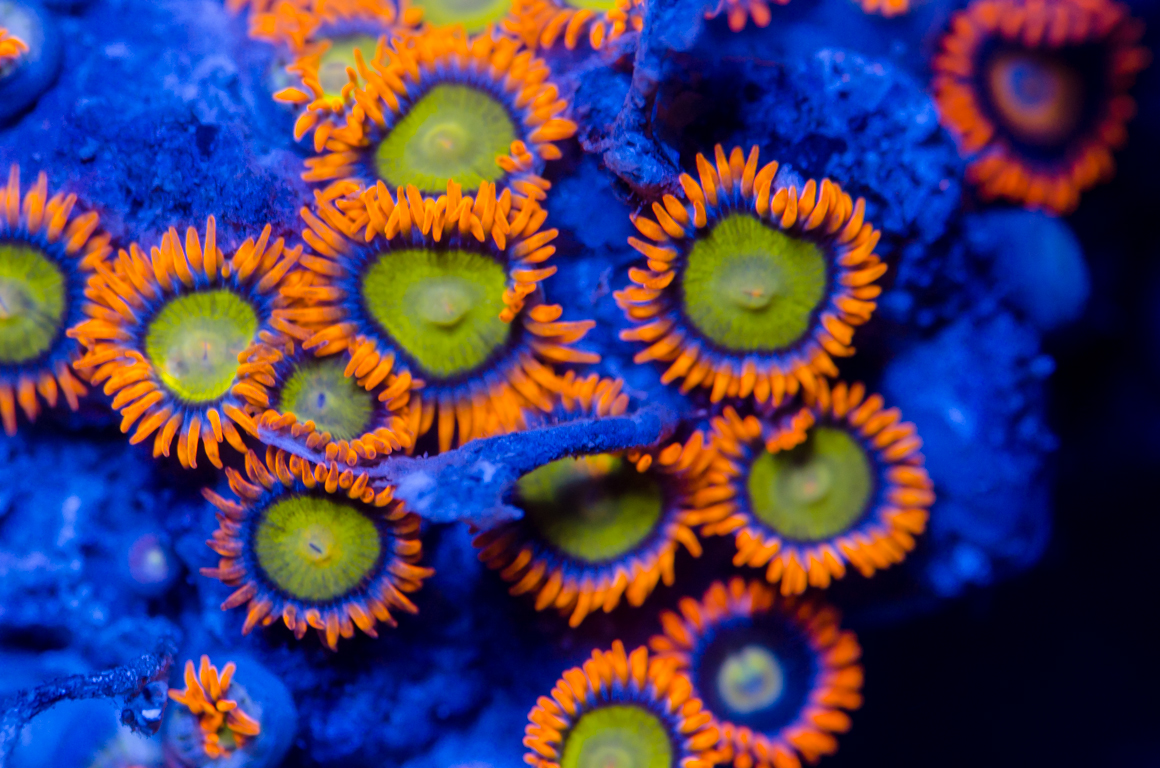 Please post pics, info for best care or any story about these beautiful zoa...