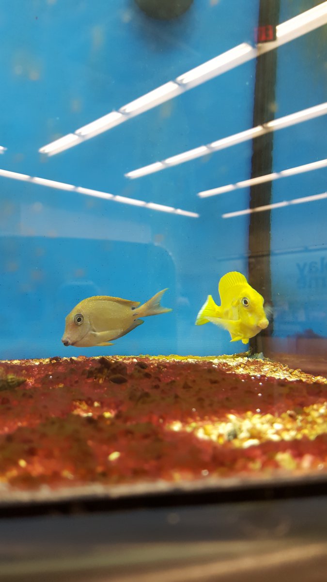 angelfish at petco