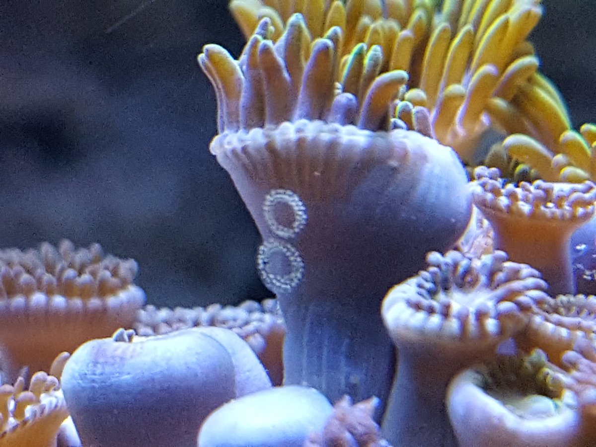 If the zoas are closed look for more nudis on them also while closed look f...