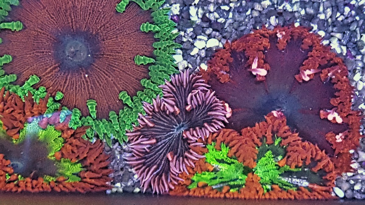 Keeping Rock Nems - What do I need to know? | Page 2 | Reef2Reef
