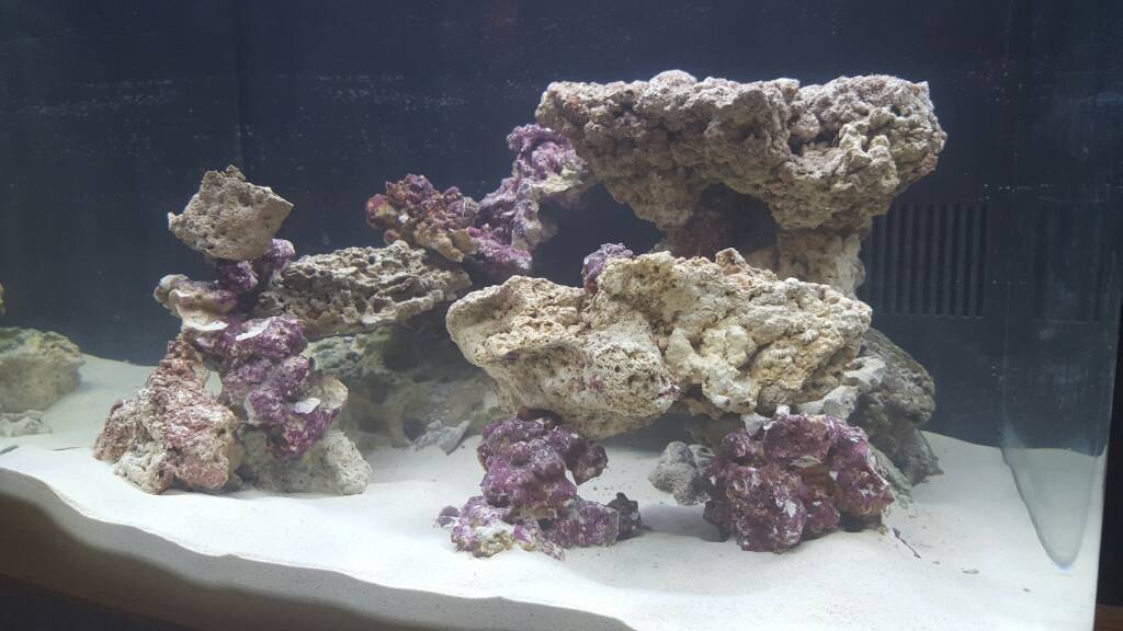NEW BUILD | REEF2REEF Saltwater and Reef Aquarium Forum