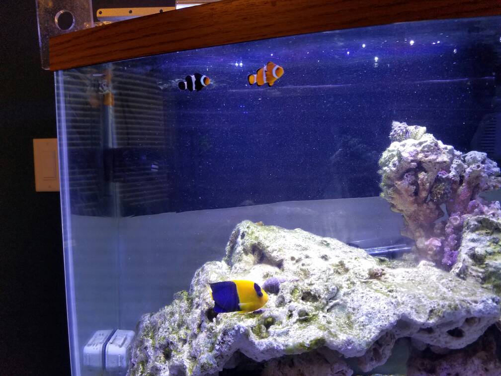 The secret to crystal clear aquarium water