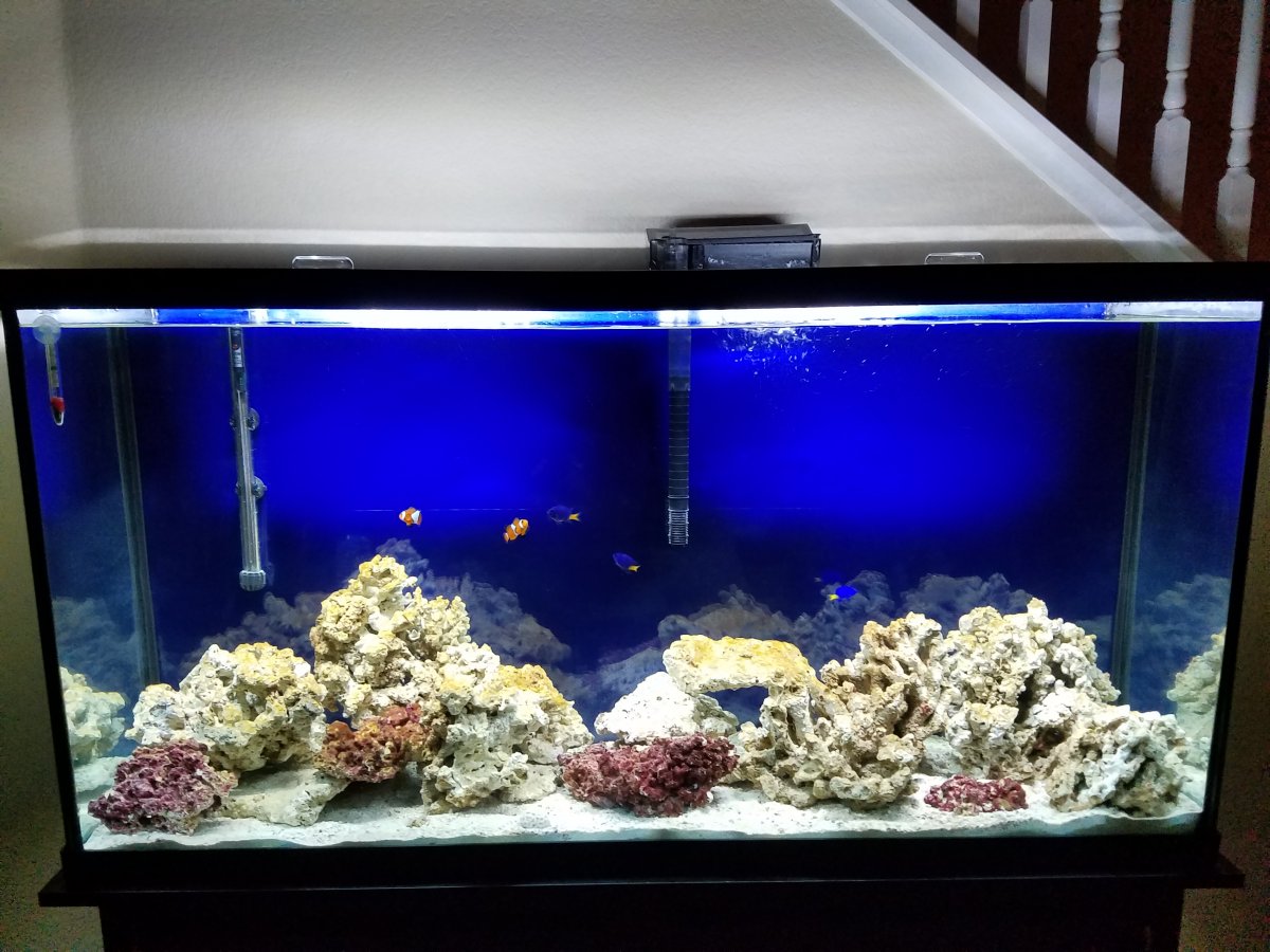 How many fish can I keep in a 60 gallon tank?? REEF2REEF