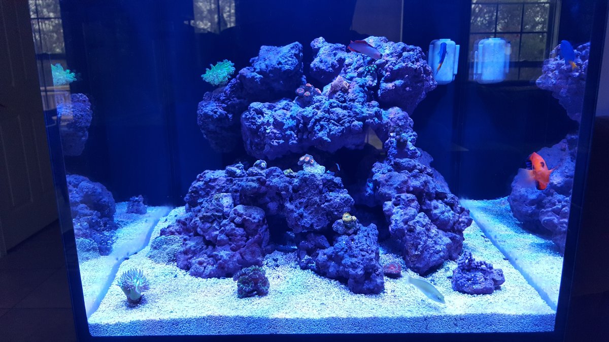 Detritus settling around reef rock edges advice? | Reef2Reef