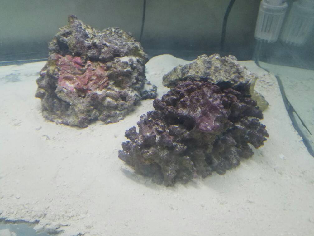 Bio spira vs cycling. | Page 2 | Reef2Reef