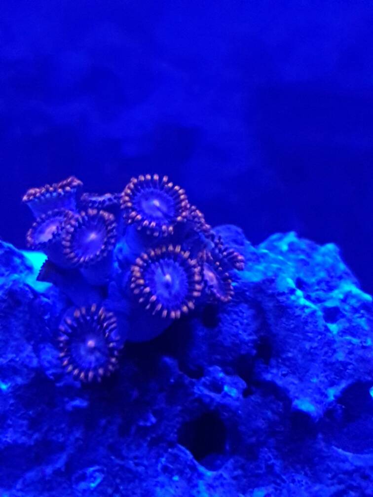20170218_041950.jpeg