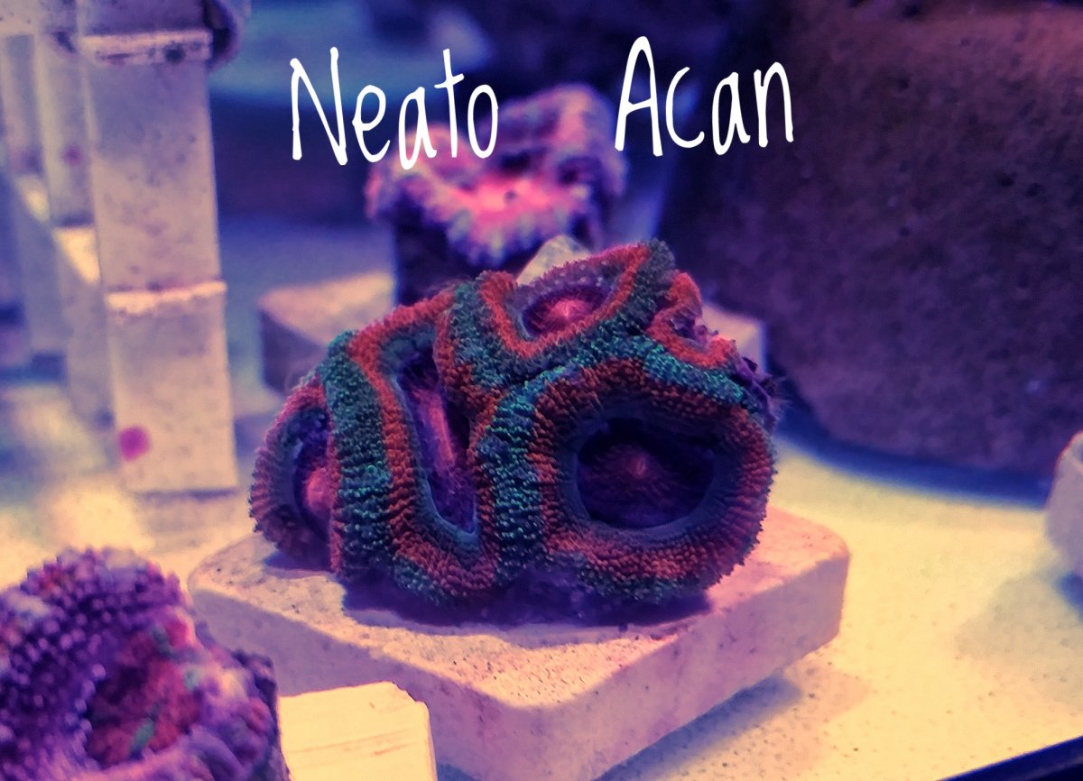 20170408 Neato Acan.jpeg
