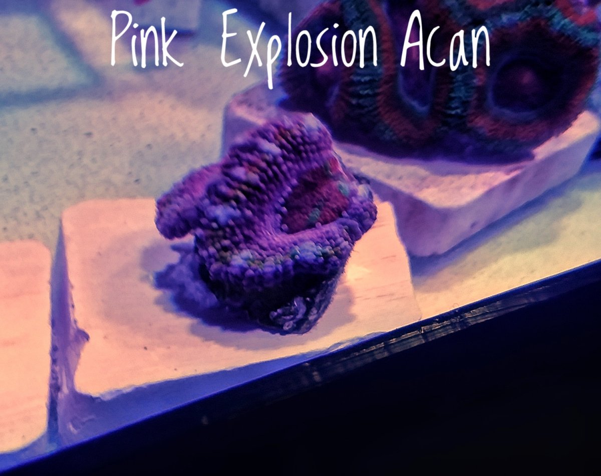 20170408_Pink Acan.jpeg