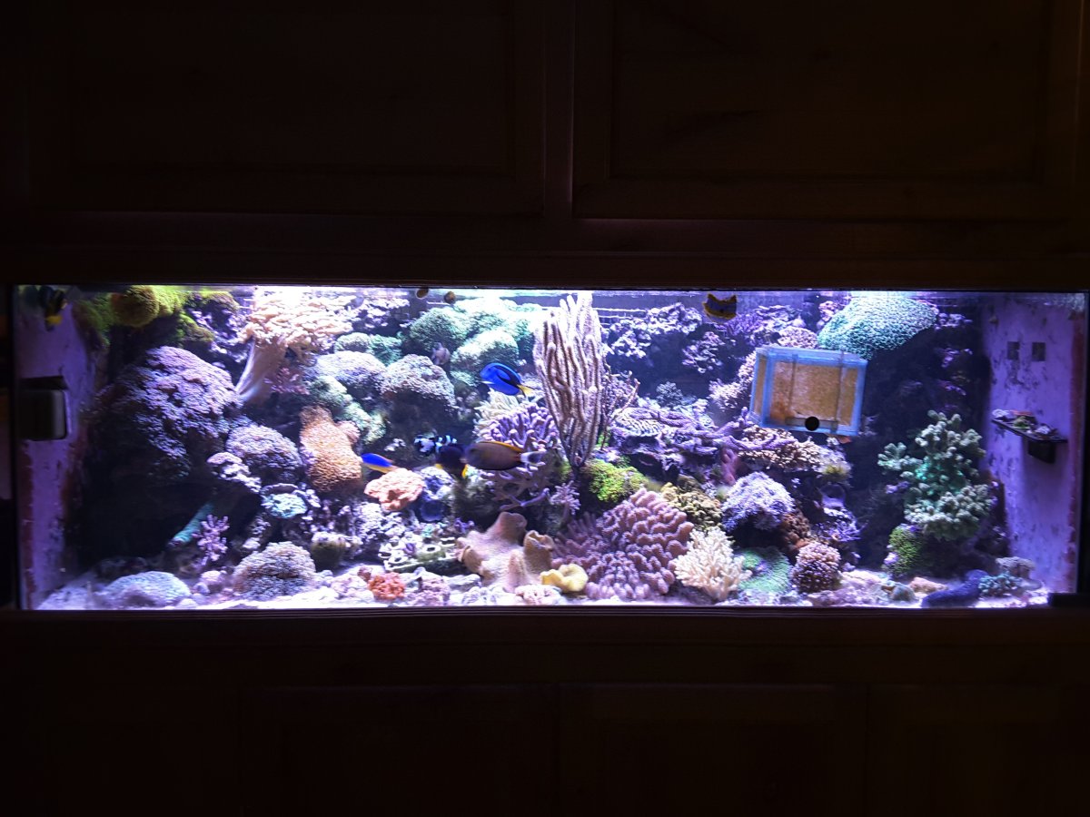 My tank | REEF2REEF Saltwater and Reef Aquarium Forum