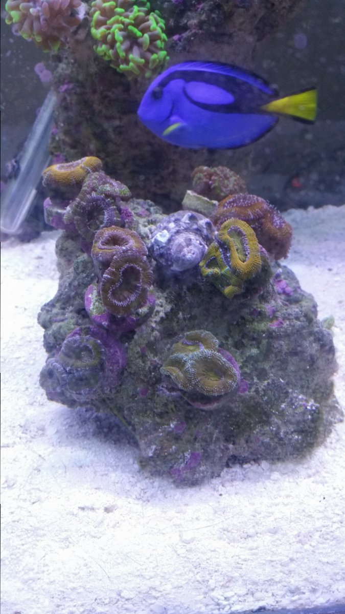 Need help bad | Reef2Reef