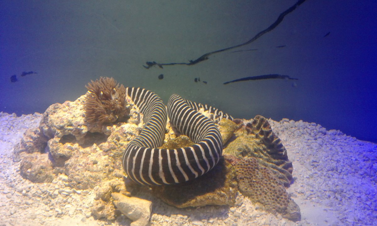 Zebra Eel | Reef2Reef