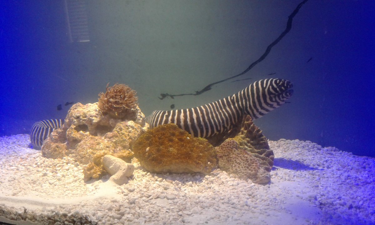 Zebra Eel | Reef2Reef