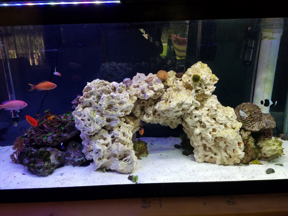 Show me your 75 gallon aquascapes | Page 2 | REEF2REEF Saltwater and ...