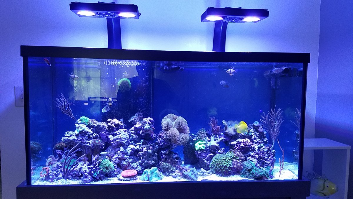 Blue Background Folks - What Shade and done pictures | Page 2 | REEF2REEF  Saltwater and Reef Aquarium Forum