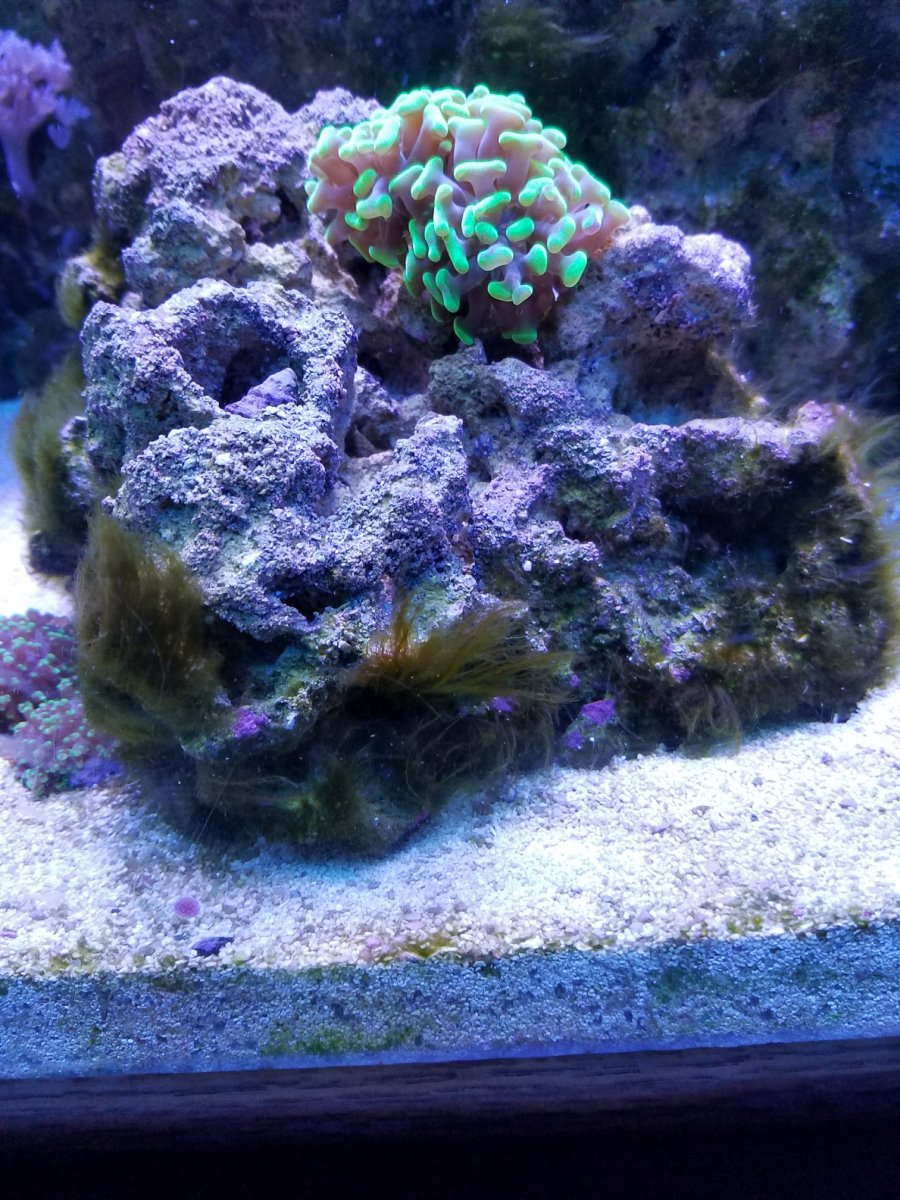 My Fight with Green Hair Algae - You CAN win! | REEF2REEF Saltwater and  Reef Aquarium Forum