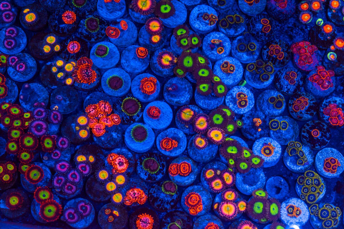 What Zoa content do you prefer? | Reef2Reef