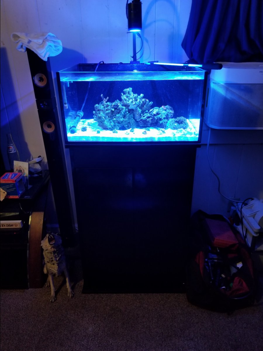 Kessil a160we tuna blue with gooseneck $210 shipped | REEF2REEF