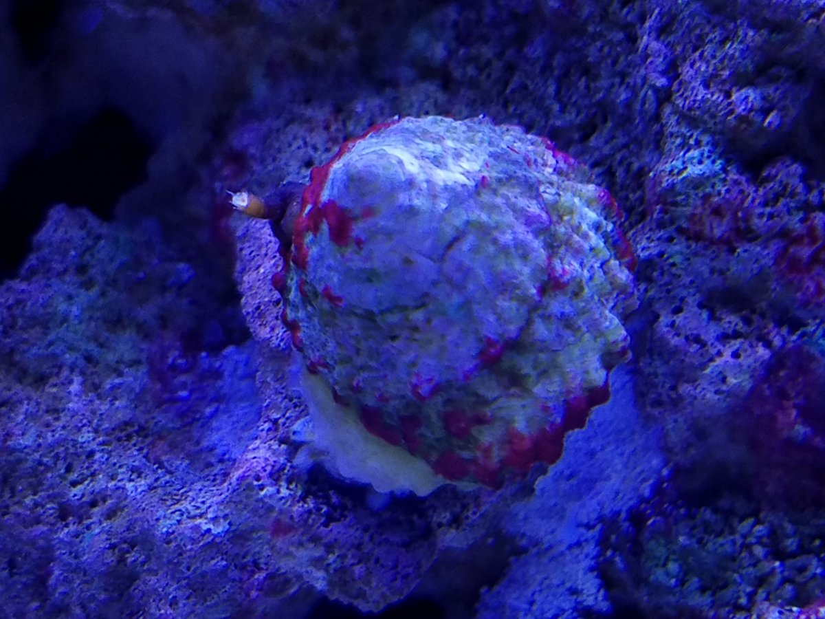 I think chaeto is my problem | Reef2Reef