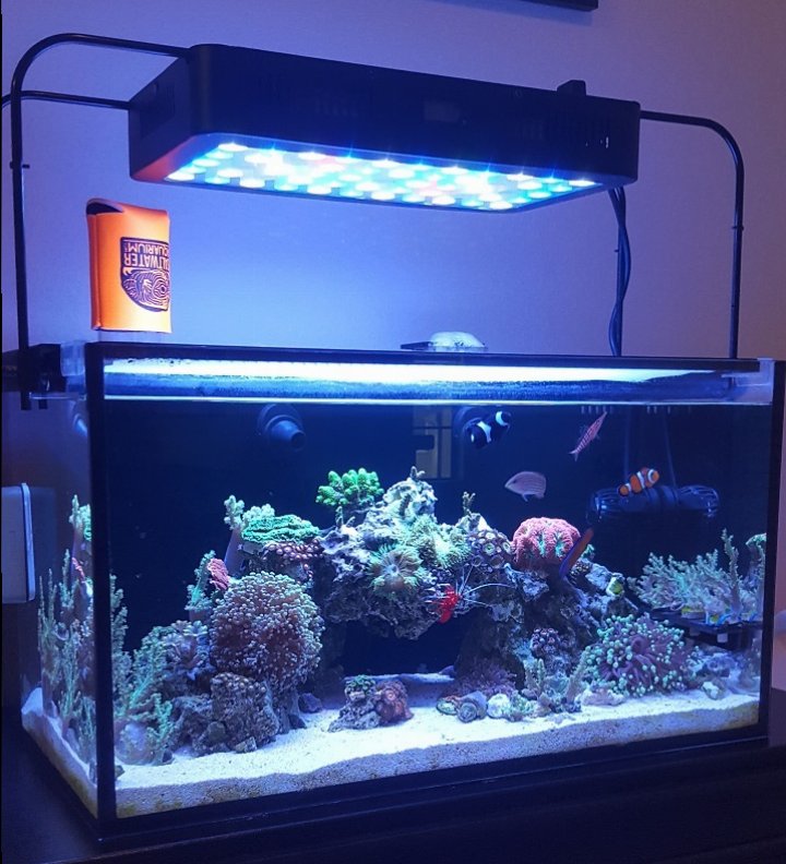 Photo #2 - 55 Gallon Tall Discus Tank With 3d Slime Wall Bac
