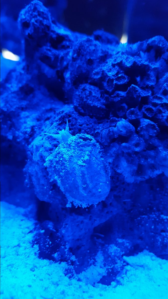 Flat snail ID | Reef2Reef