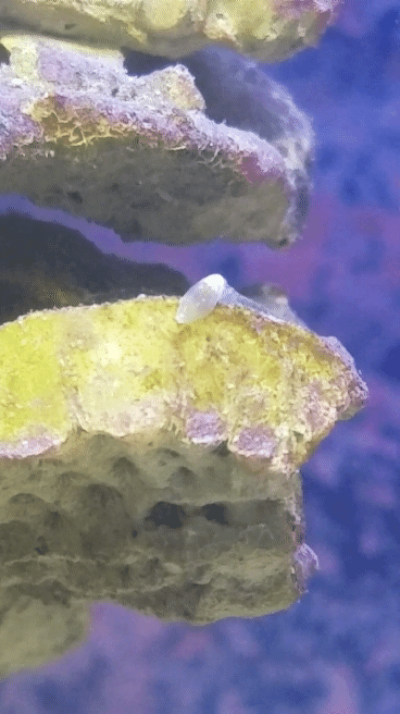 20171007_153549_1.gif