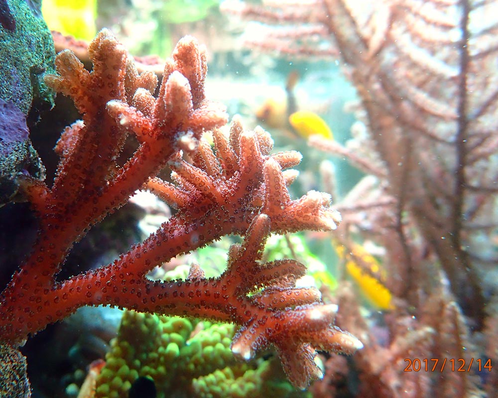 20171214-coral.jpg