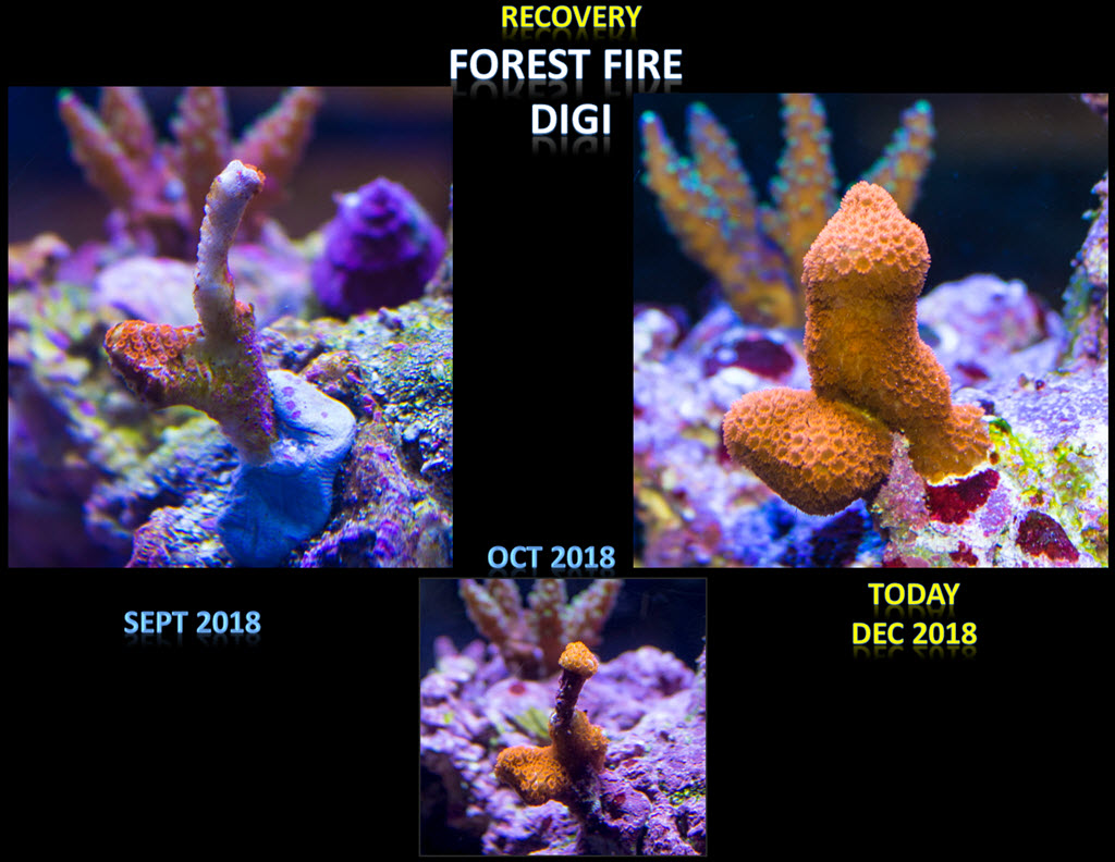 2018-12-16_ForestFireRecovery.jpg