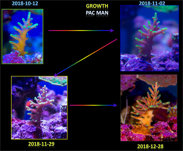 2018-12-28_PacMan-Growth.jpg