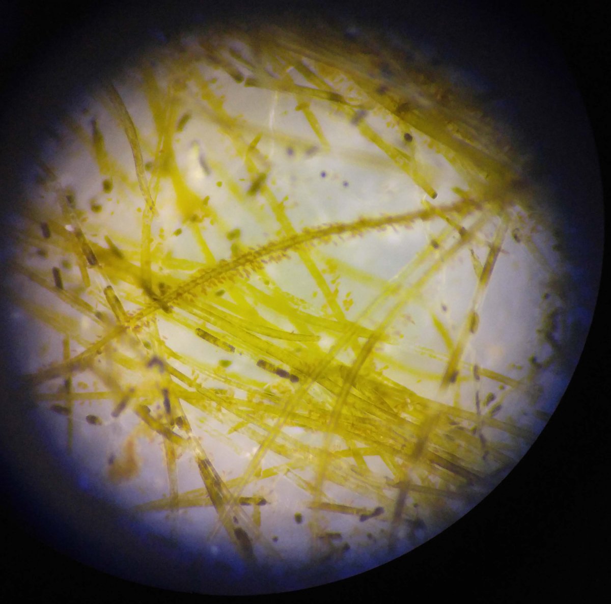 2018 June 18 microscope algae.jpg