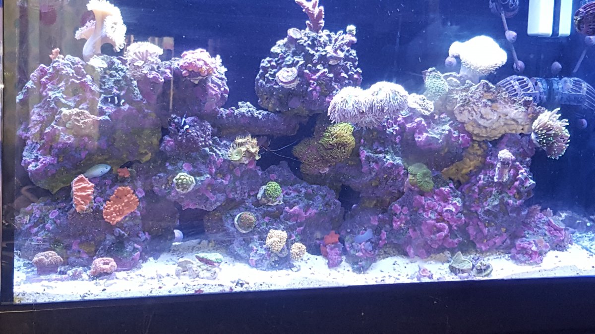 Please post your hardscape for inspiration! | REEF2REEF Saltwater and ...