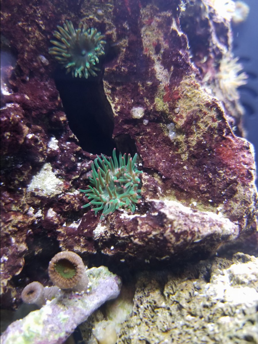 Nano Build - 5 Gallon Pest (Anemone) Tank | REEF2REEF Saltwater and ...