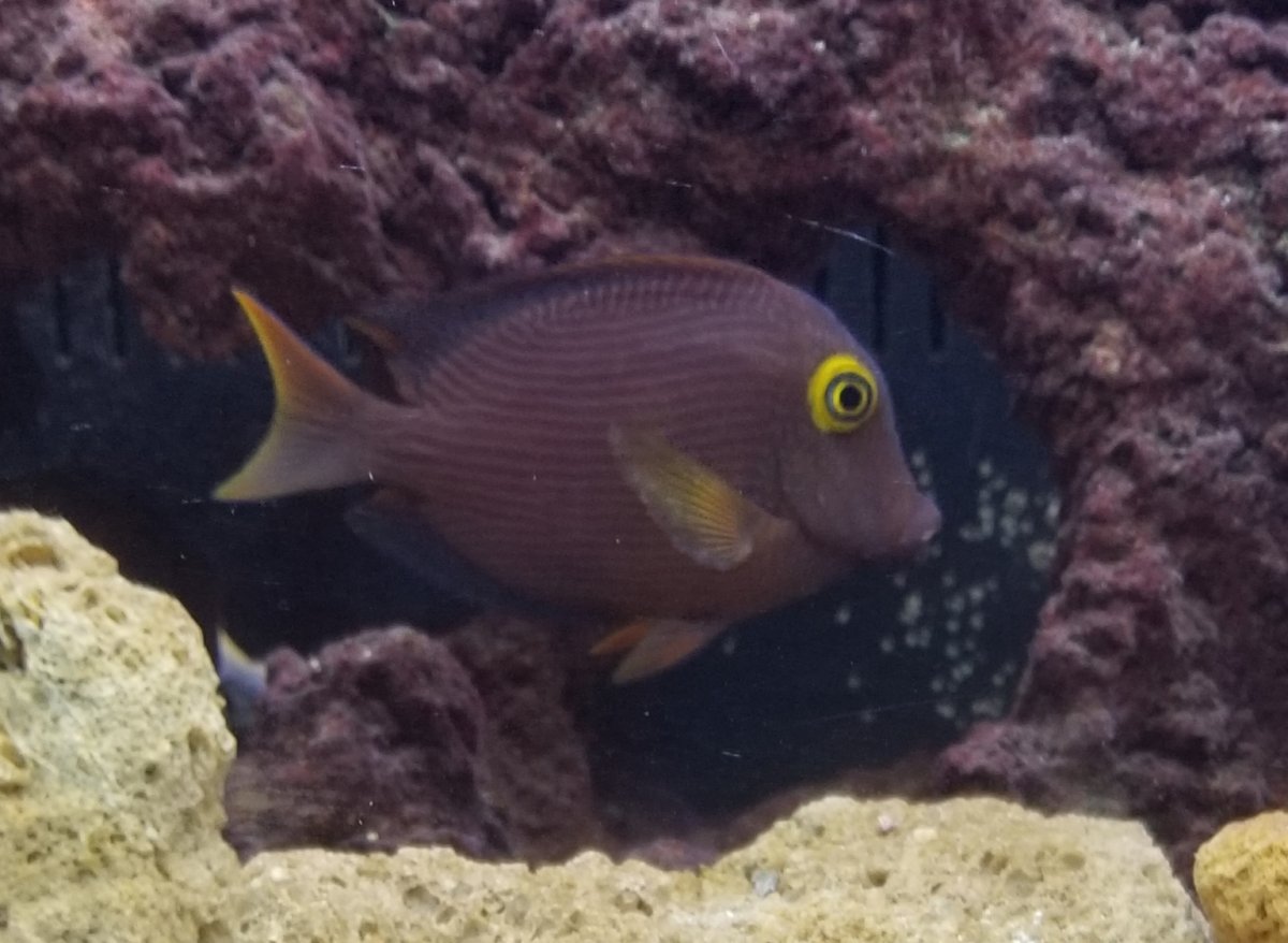 What is this on my kole tang? | Reef2Reef