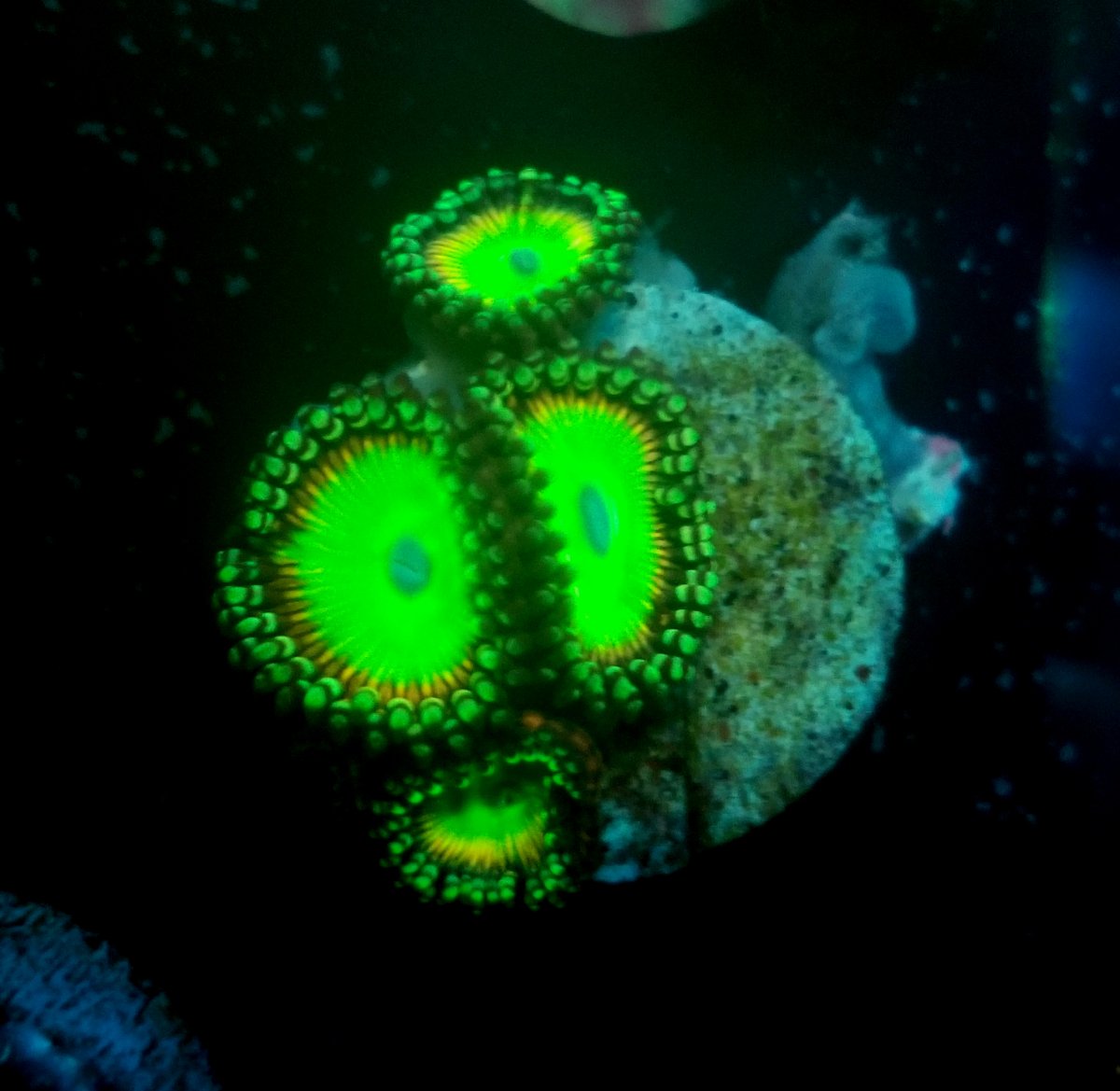 Virginia - 4 polyp asd hyper jubilees fs | Reef2Reef