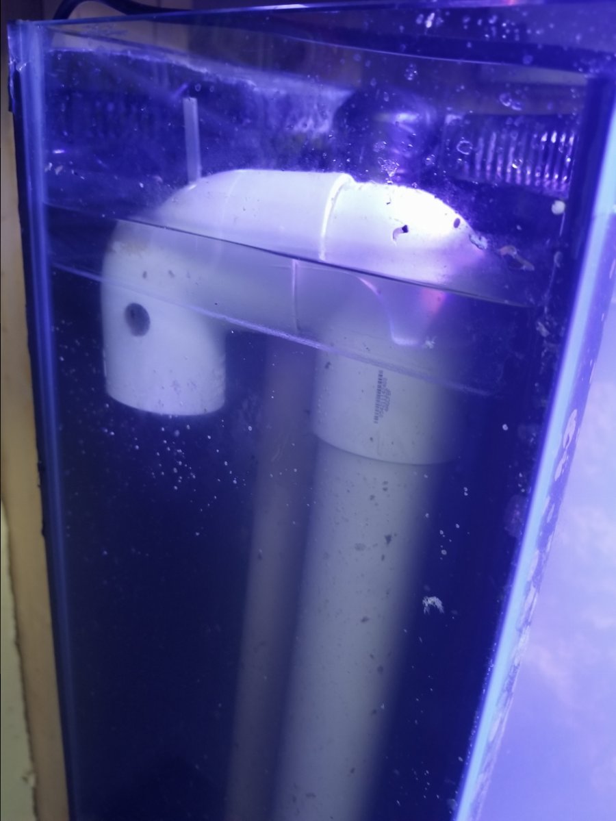 Durso gurgling/flushing | Reef2Reef