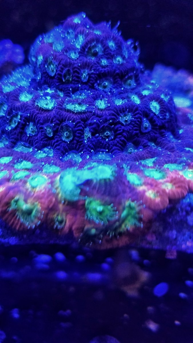 20180306_201823-01-1024x1820.jpeg