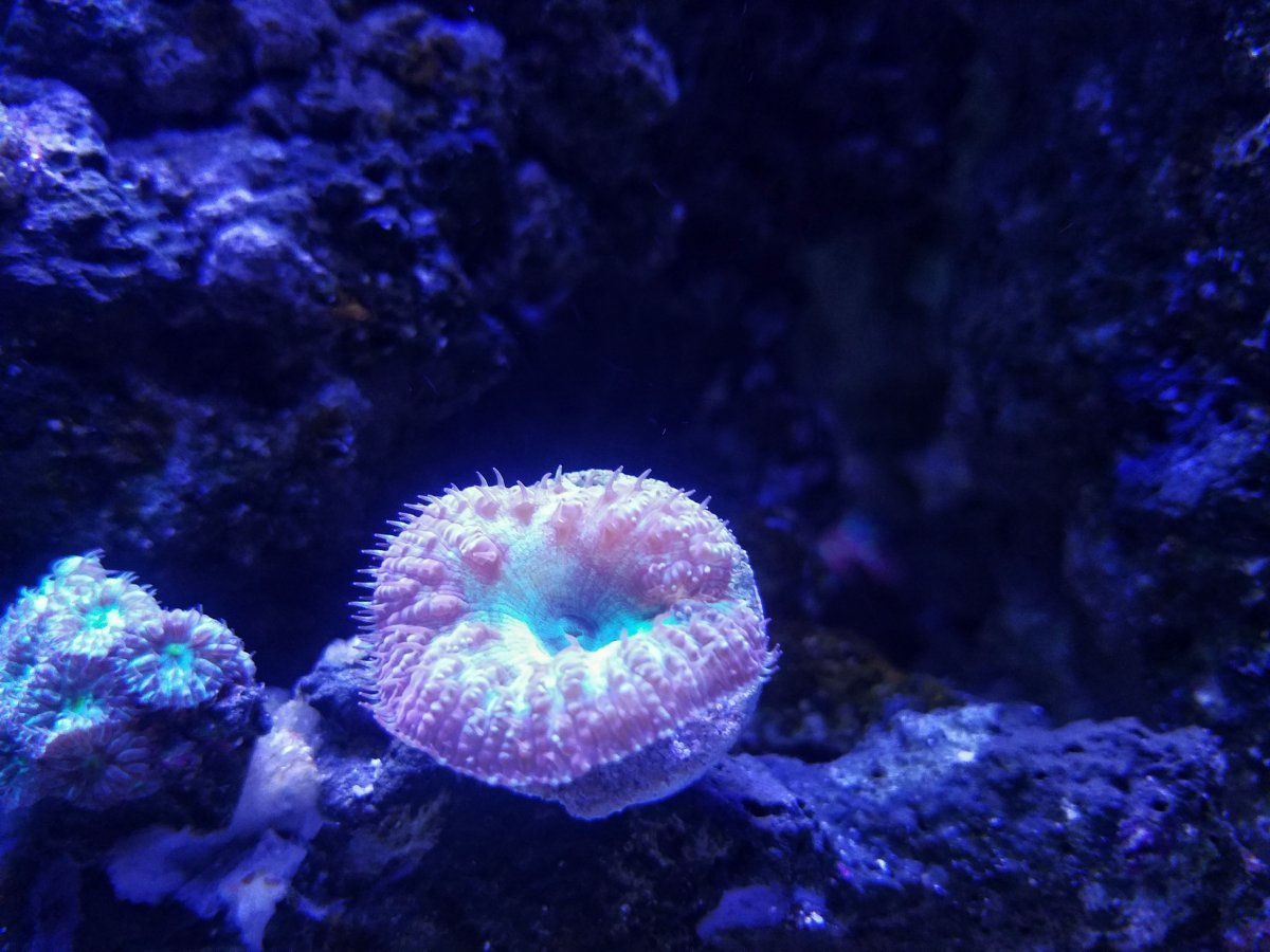 20180319_202739-01.jpeg