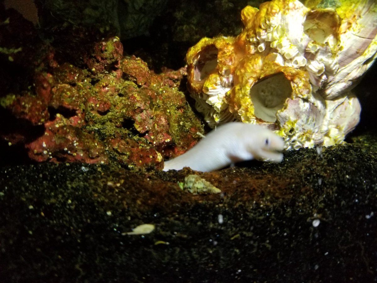 Eel like fish | Reef2Reef