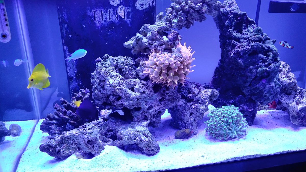 Aquascaping a Tall Tank - Suggestions?  REEF2REEF Saltwater and Reef  Aquarium Forum