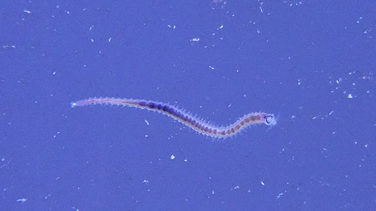 Good or Bad Worm | Reef2Reef