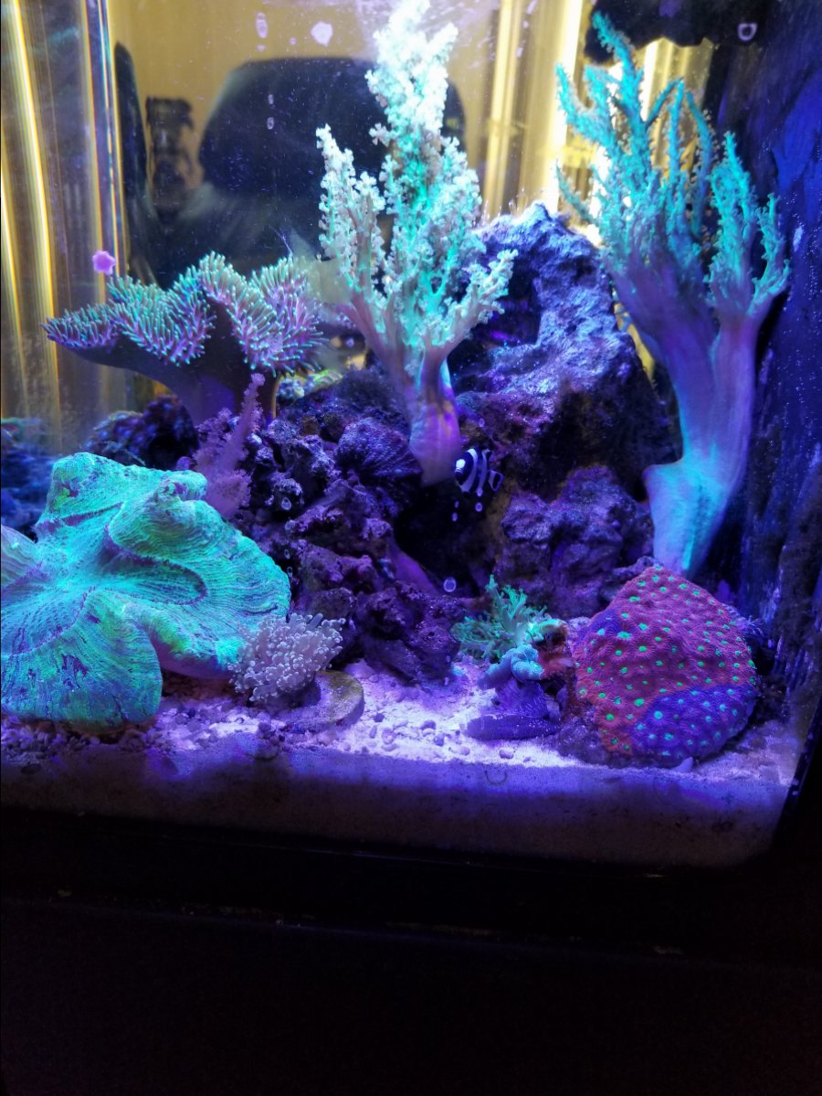 LEDライト TUNZE LED FULL SPECTRUM 8850 Waterproof Full Spectrum LED Fixture 8850.00 - Bulk Reef Supply